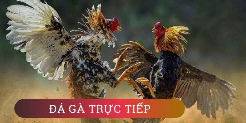 Thời điểm đặt cược phù hợp là yếu tố vô cùng quan trọng